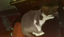 猫配种视频,一场温馨的配种视频大揭秘